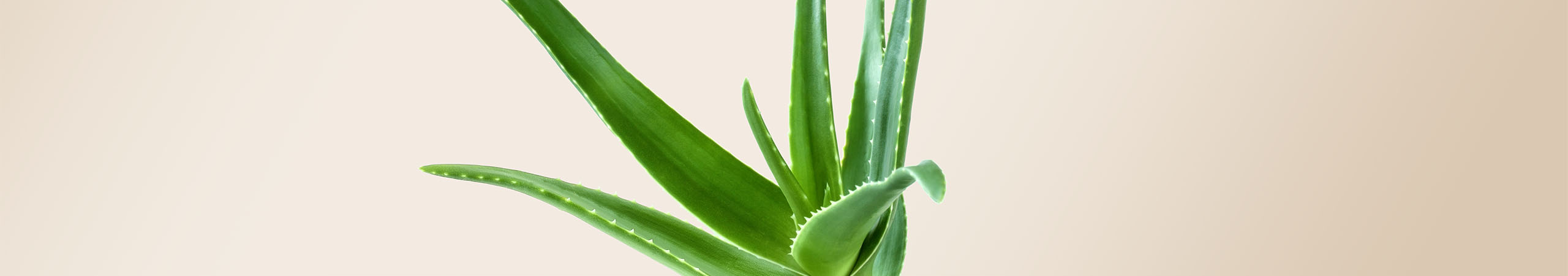Aloe Vera - ein wundersamer Inhaltsstoff mit vielen Vorteilen