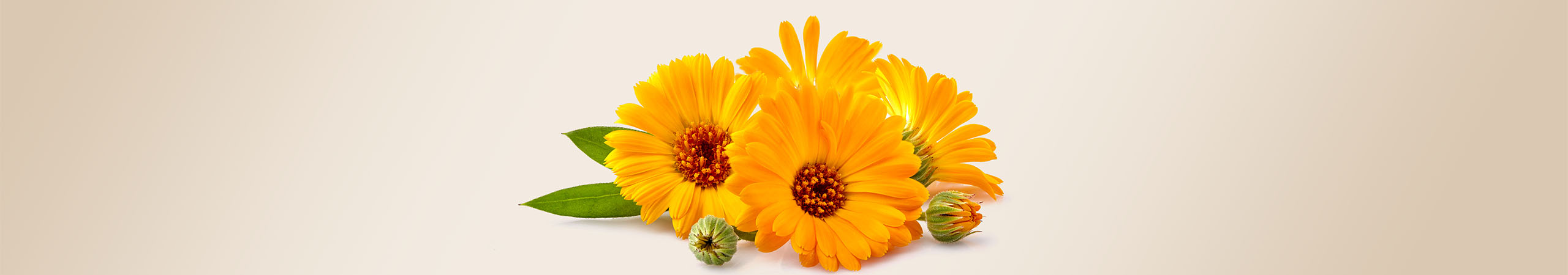 Le calendula, soulage les irritations cutanées, rougeurs et démangeaisons