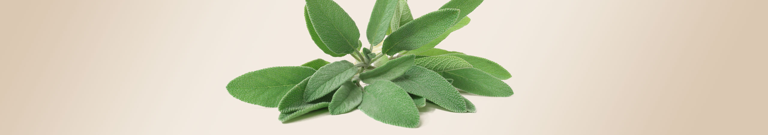 La sauge, des vertus purifiantes et tonifiantes