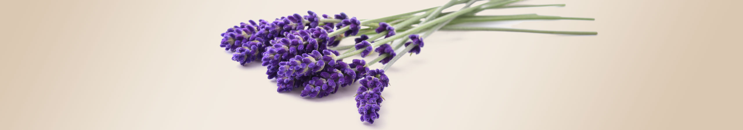 L'huile de lavande, antibactérielle et apaisante