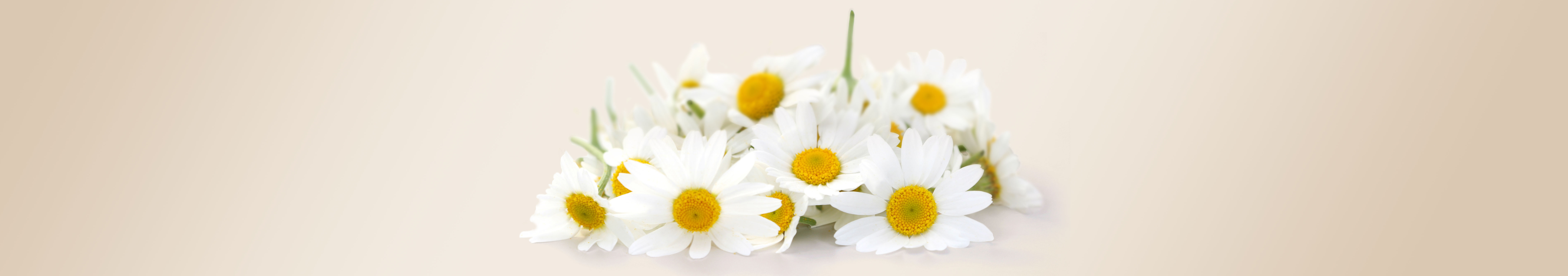 La camomille, pour une peau rayonnante et apaisée