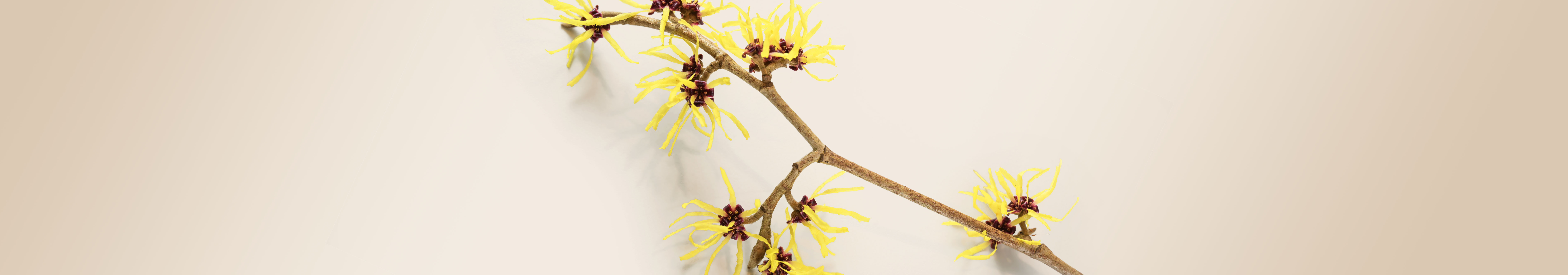 Hamamelis virginiana, bekannt für ihre belebenden und adstringierenden Eigenschaften