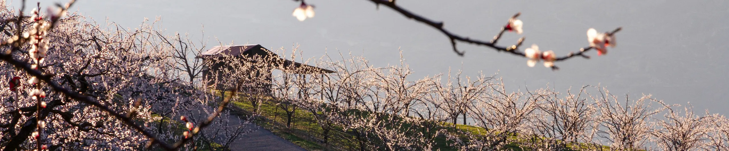 Frühlingserwachen: Auf den Spuren der blühenden Aprikosenbäume im Wallis