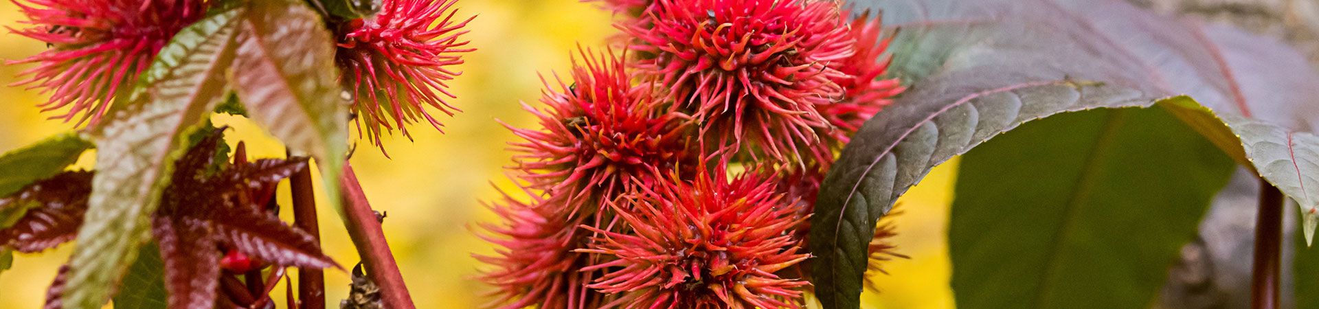 L’histoire sulfureuse de l’huile de ricin