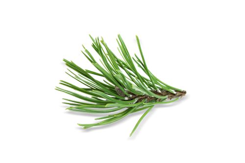 Le sapin de Sibérie, un anti-inflammatoire expectorant naturel