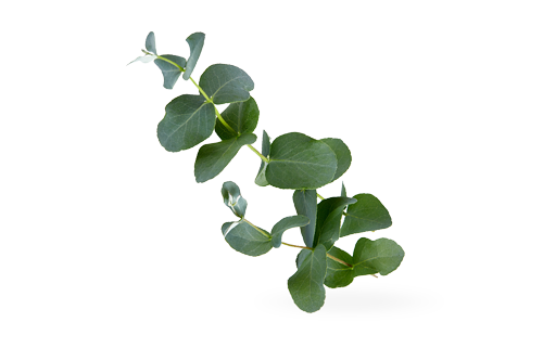L'eucalyptus, favorise la relaxation et combat les refroidissements